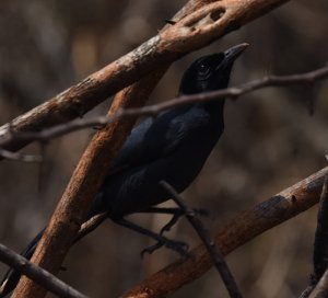 Sooty Boubou