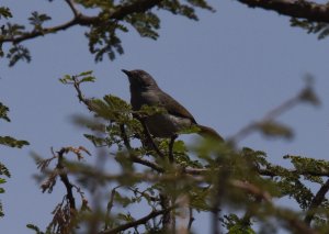 Miombo Wren Warbler