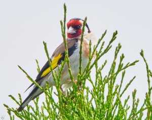 European_Goldfinch.jpg