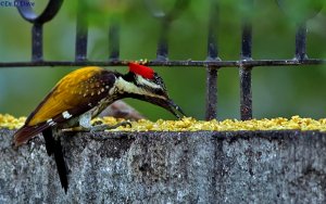 Flameback woodpecker