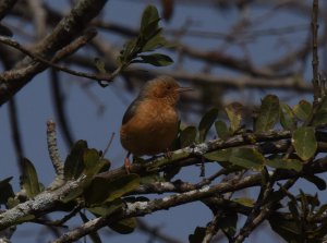 Red-faced Crombec