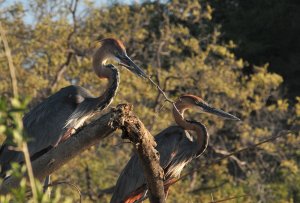 Goliath Heron