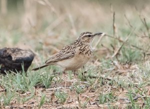 Short-clawed Lark