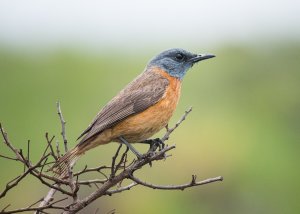 Cape Rockthrush