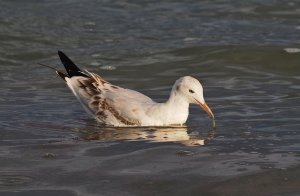 Immature Slender-billed Gull