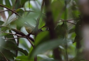 Grey-headed Warbler