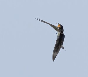 Swallow taking fly -  Swallows Bempton July 2023 1335-DeNoiseAI-denoise.jpg