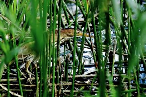 Bittern among the reeds