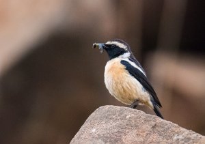 Buff-streaked Chat