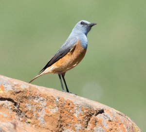 Sentinel Rockthrush