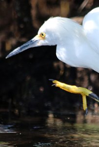 Snowy egret - the sneak