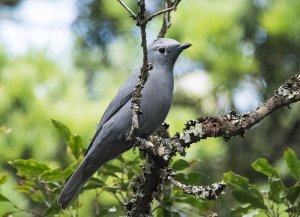 Grey Cuckooshrike