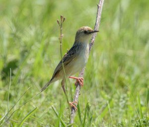 Pale-crowned Cisticola