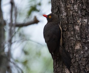 Red-billed Oxpecker