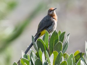 Gurney's Sugarbird