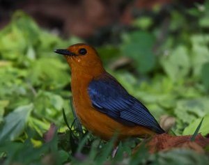 Red-crowned Robin Chat