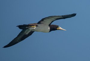 Atlantic Brown Booby