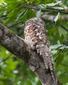 Great Potoo