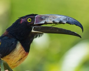 Collared Aracari