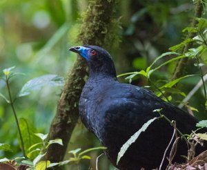 Black Guan