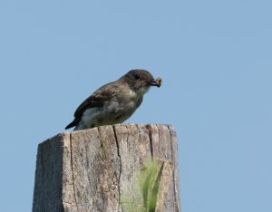 Eastern Phoebe with a mid-morning snack