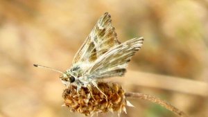 Oriental Marbled Skipper