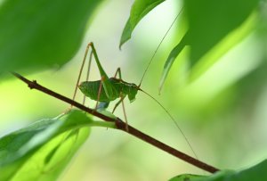 Speckled bush-cricket