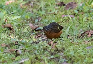 Scaled Antpitta