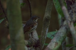 Streak-chested Antpitta