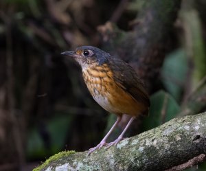 Thicket Antpitta