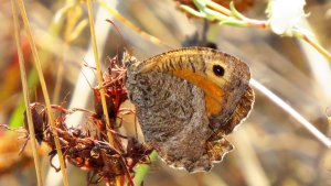 False Grayling