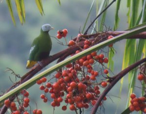 Grey-headed Fruit-dove