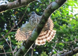 Sulawesi Goshawk