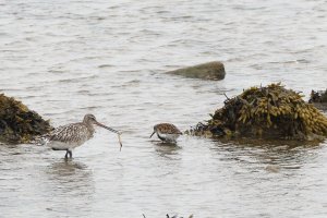 Female bar-tailed godwit and dunlin