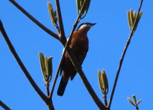 Rufous-bellied Triller