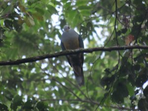 Red-eared Fruit Dove