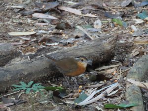 Black-capped Babbler (Javan)