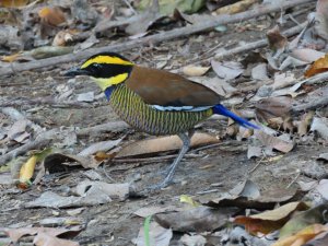 Javan Banded Pitta