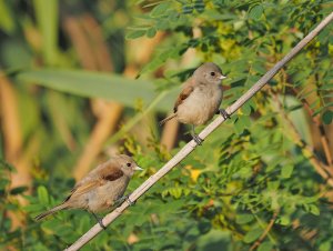 The Brothers (Juvenile European Penduline Tits)