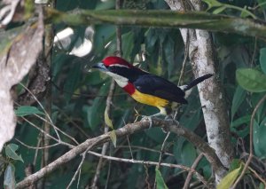 Scarlet-banded Barbet