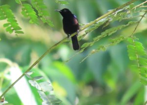 Black Sunbird