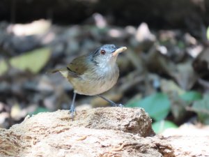 Horsfield's Babbler