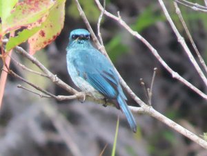 Turquoise Flycatcher