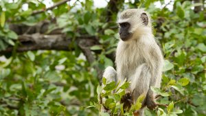 Vervet Monkey