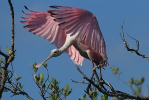 Roseate Spoonbill (conductor of the mangrove orchestra)
