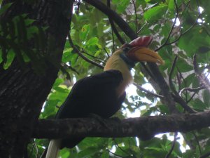 Knobbed Hornbill