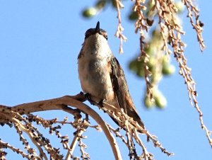 Rufous Hummingbird - first time to my yard!