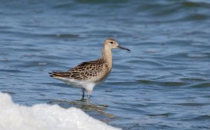 Juvenile Ruff