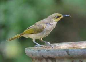 Brown Honeyeater (Indonesian)