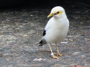 Black-winged Myna (Bali / Lombok Subspecies)